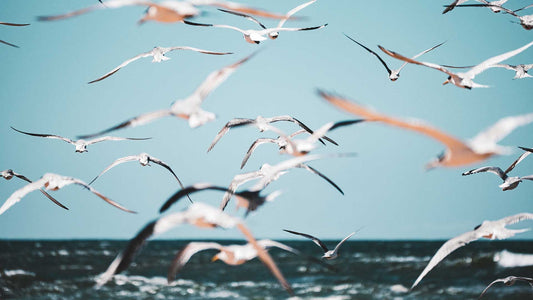 AUSTRALIAN SEABIRD & TURTLE RESCUE
