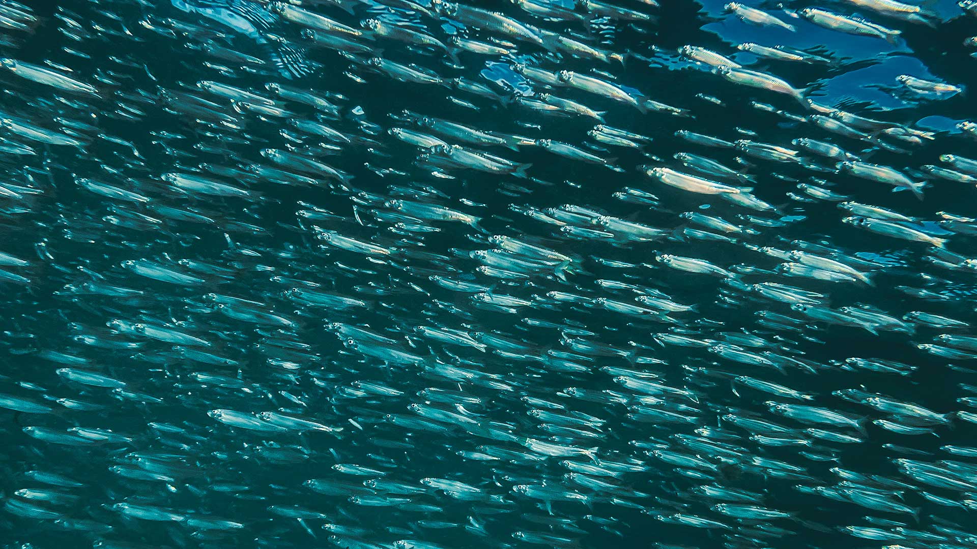 School of small fish swimming underwater