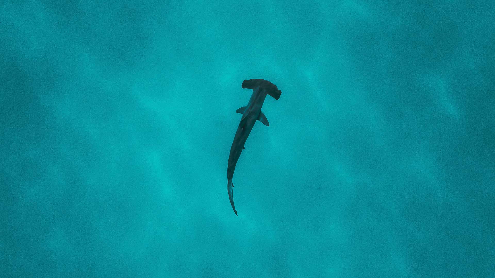 Hammerhead shark swimming in shallow blue water