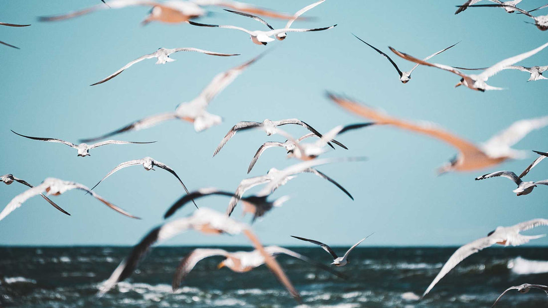 AUSTRALIAN SEABIRD & TURTLE RESCUE