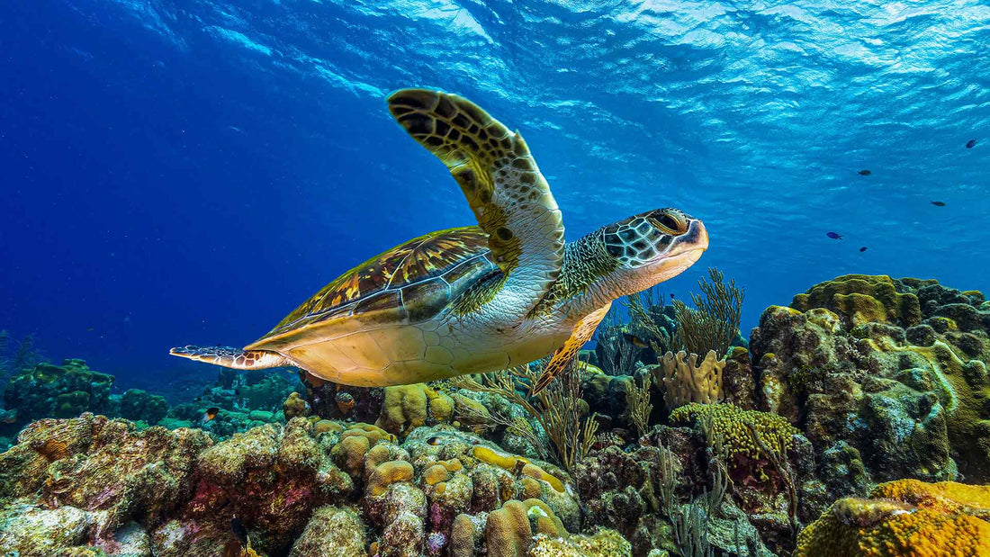 SEA TURTLE FOUNDATION