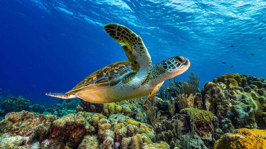 SEA TURTLE FOUNDATION